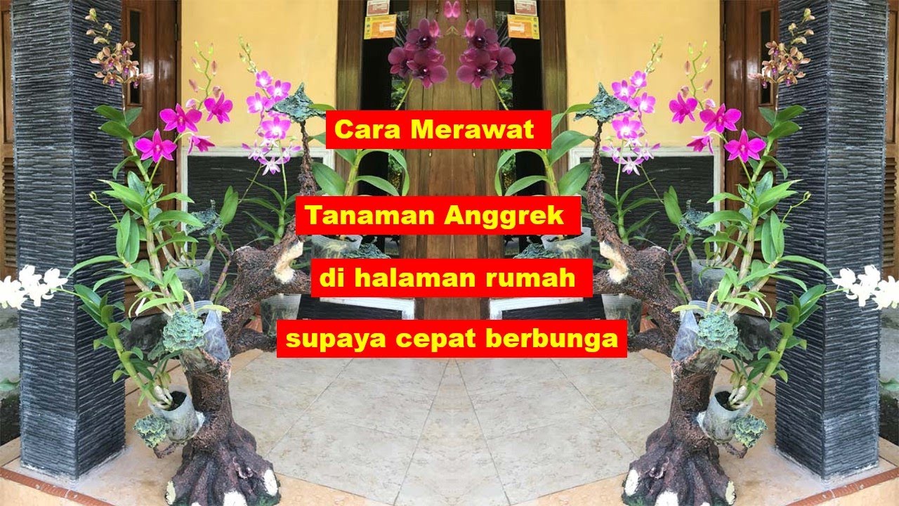 Detail Cara Menata Anggrek Di Teras Rumah Nomer 9