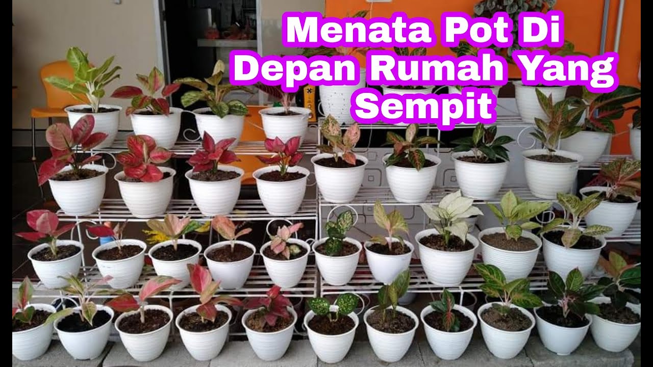 Detail Cara Menata Bunga Di Depan Rumah Nomer 16