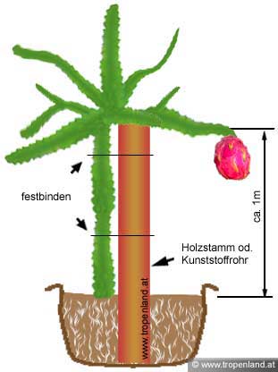 Detail Drachenfrucht Samen Nomer 7