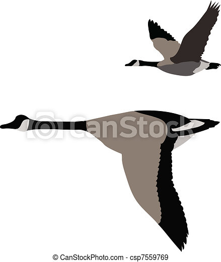 Detail Fliegende Gans Nomer 21