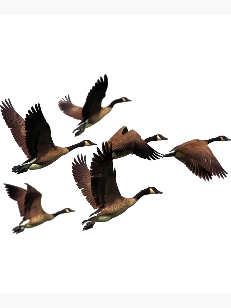 Detail Fliegende Gans Nomer 3