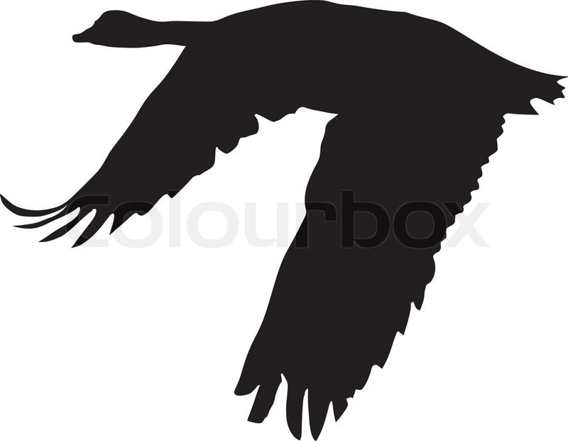 Detail Fliegende Gans Nomer 4