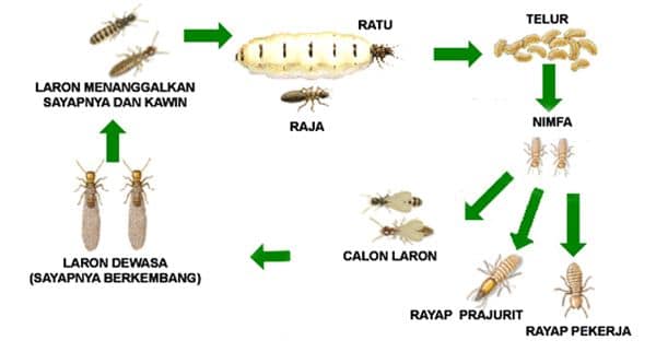 Detail Cara Mencari Ratu Rayap Di Rumah Nomer 33