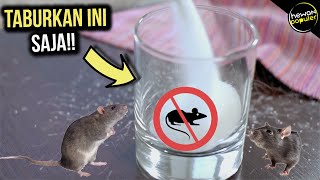 Cara Mengatasi Tikus Di Rumah - KibrisPDR