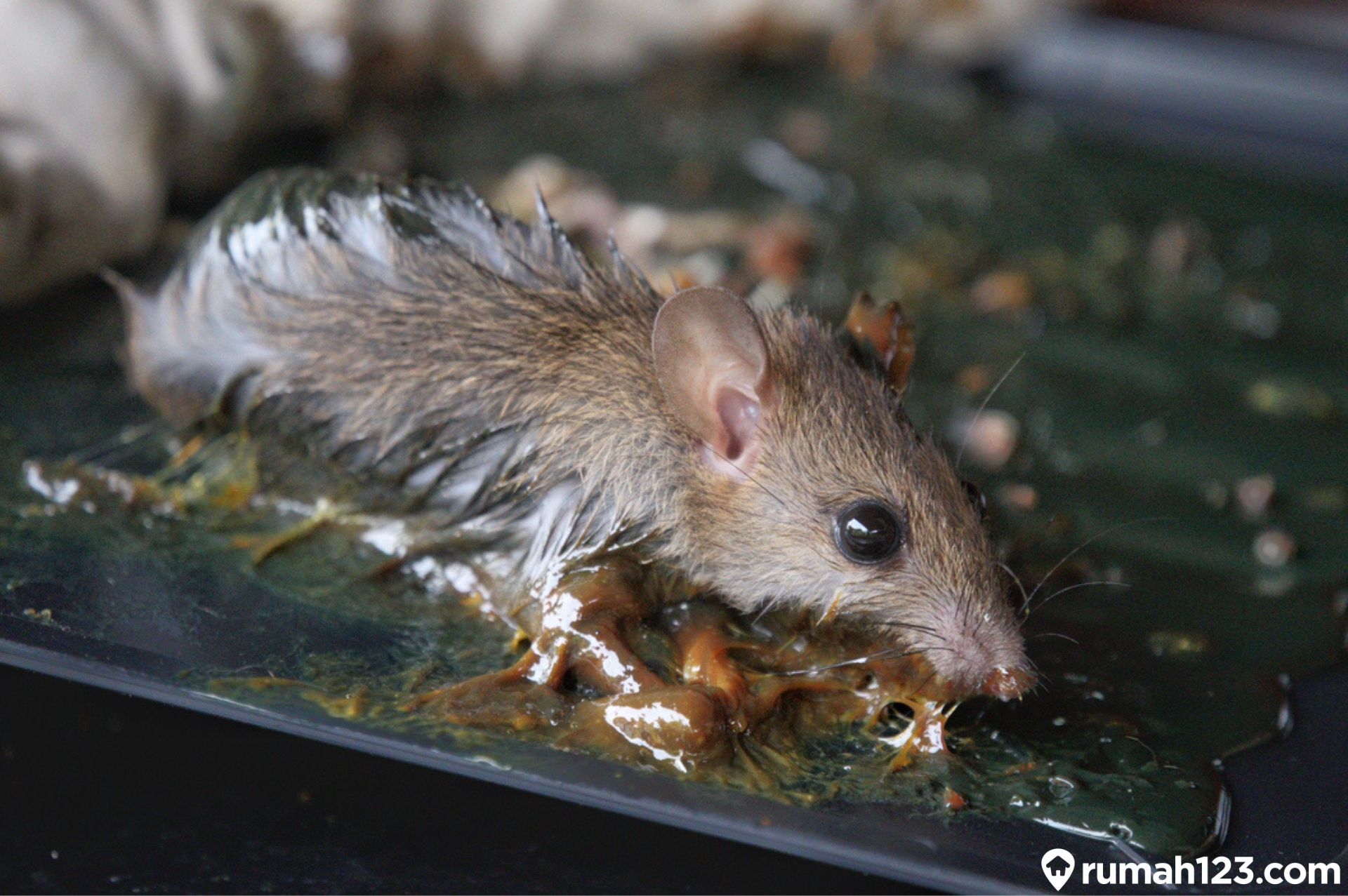 Detail Cara Mengatasi Tikus Di Rumah Nomer 2
