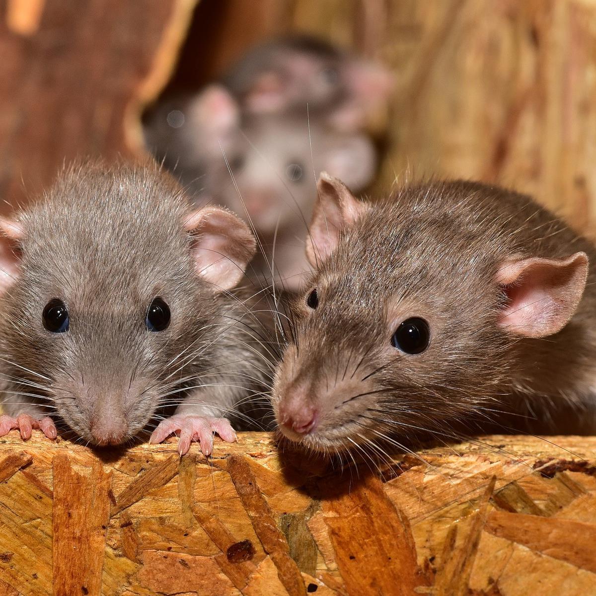 Detail Cara Mengatasi Tikus Di Rumah Nomer 12