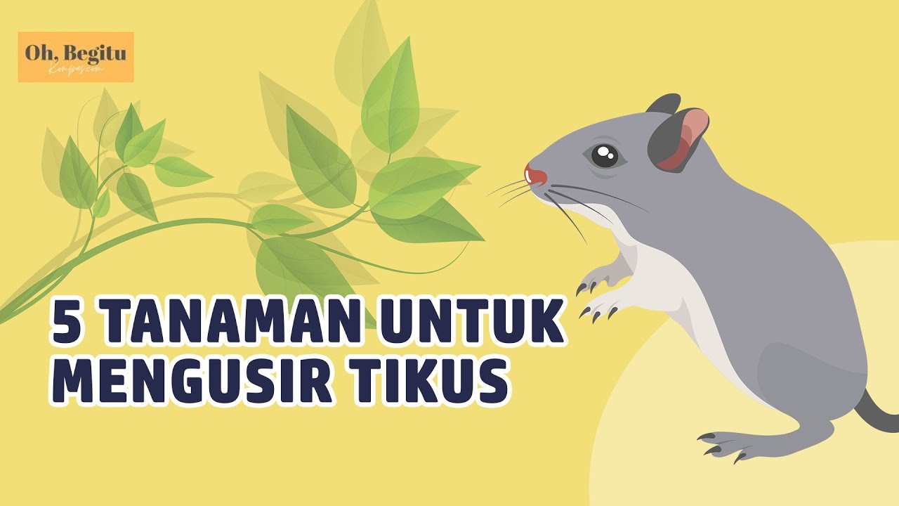 Detail Cara Mengatasi Tikus Di Rumah Nomer 14