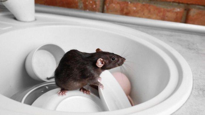 Detail Cara Mengatasi Tikus Di Rumah Nomer 15