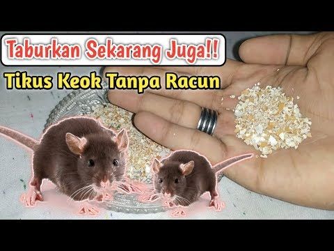 Detail Cara Mengatasi Tikus Di Rumah Nomer 16