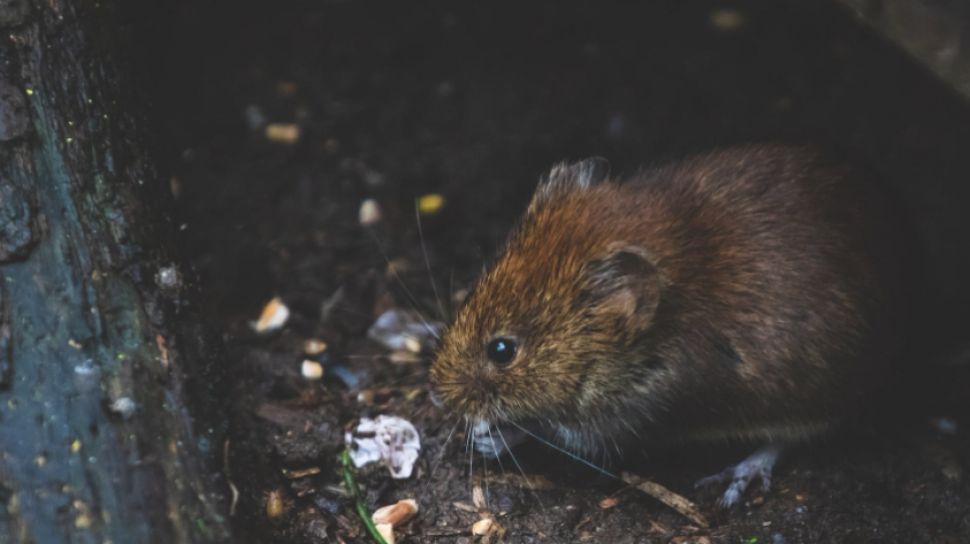 Detail Cara Mengatasi Tikus Di Rumah Nomer 17