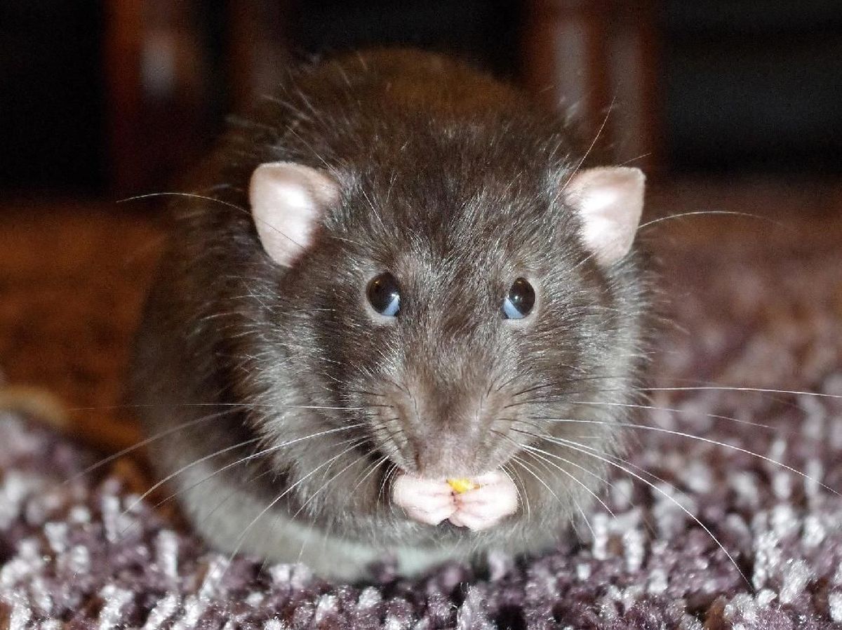 Detail Cara Mengatasi Tikus Di Rumah Nomer 18