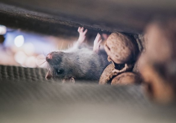 Detail Cara Mengatasi Tikus Di Rumah Nomer 19