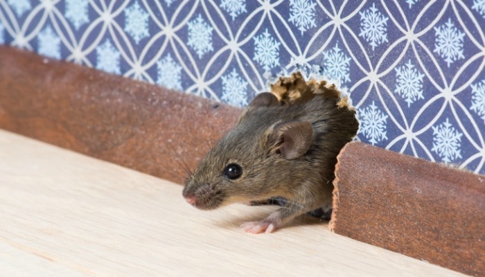 Detail Cara Mengatasi Tikus Di Rumah Nomer 20