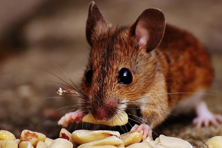 Detail Cara Mengatasi Tikus Di Rumah Nomer 21