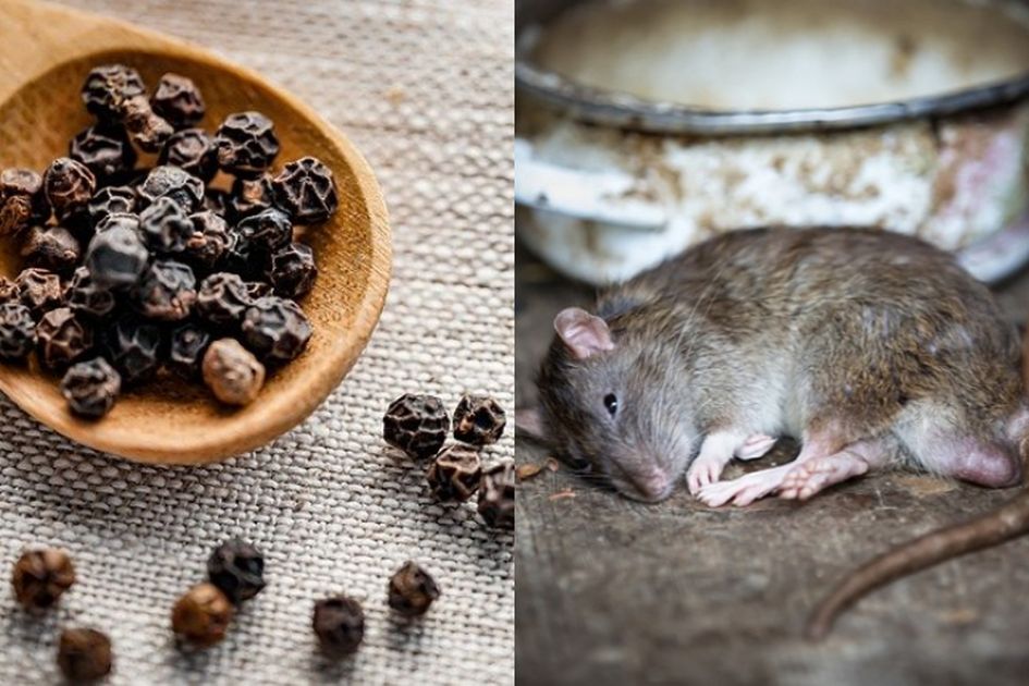 Detail Cara Mengatasi Tikus Di Rumah Nomer 22