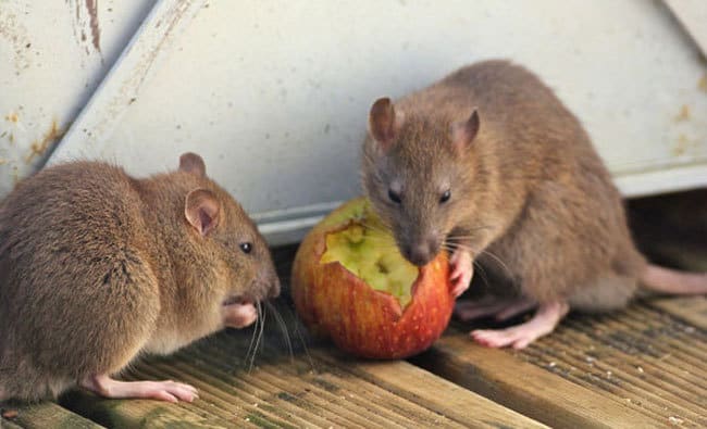 Detail Cara Mengatasi Tikus Di Rumah Nomer 23