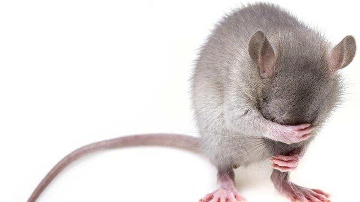 Detail Cara Mengatasi Tikus Di Rumah Nomer 25