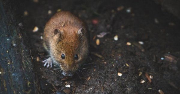 Detail Cara Mengatasi Tikus Di Rumah Nomer 28