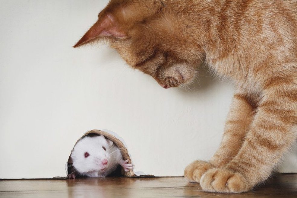 Detail Cara Mengatasi Tikus Di Rumah Nomer 29