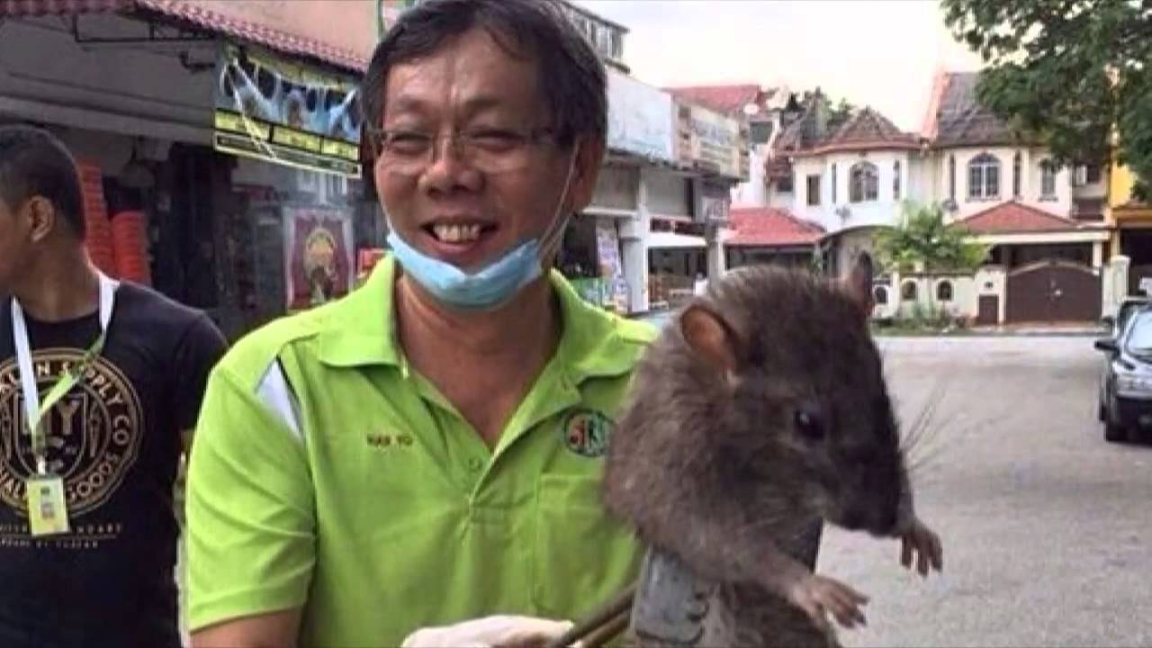 Detail Cara Mengatasi Tikus Di Rumah Nomer 30