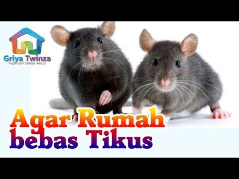 Detail Cara Mengatasi Tikus Di Rumah Nomer 31