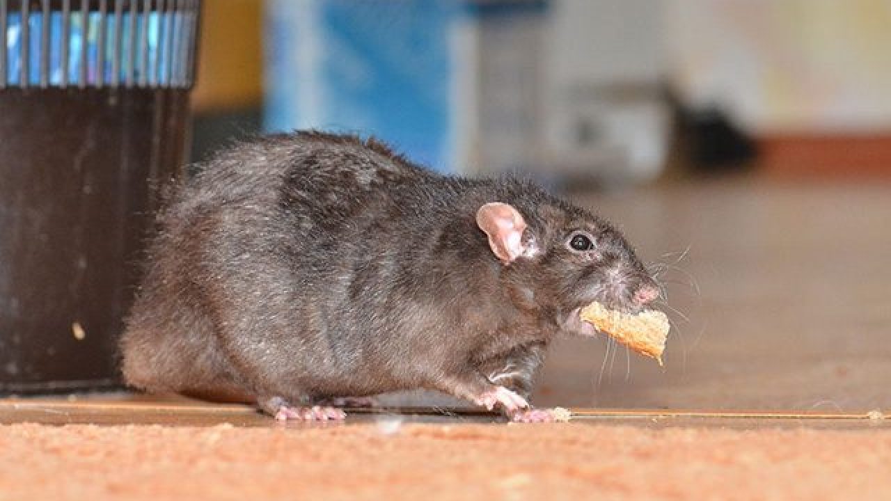 Detail Cara Mengatasi Tikus Di Rumah Nomer 33
