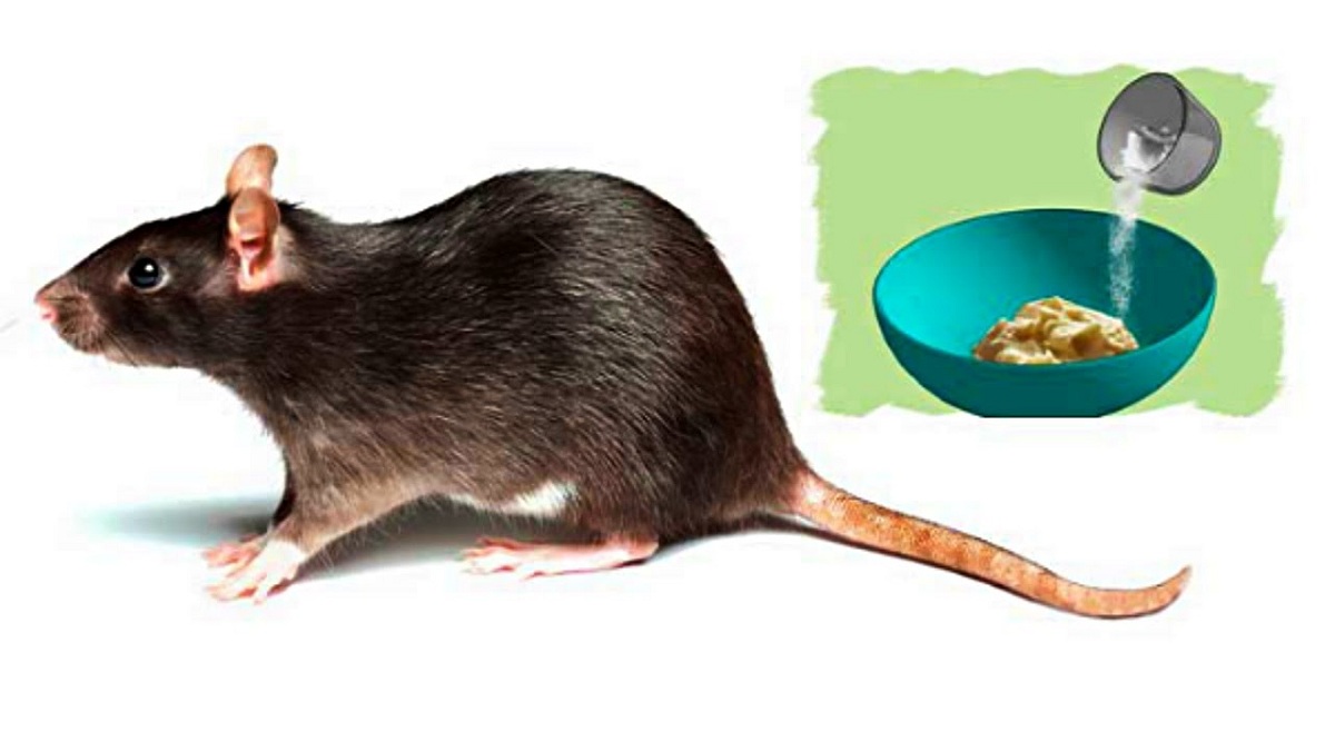 Detail Cara Mengatasi Tikus Di Rumah Nomer 34