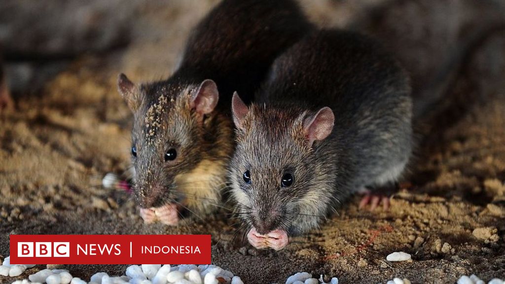 Detail Cara Mengatasi Tikus Di Rumah Nomer 36