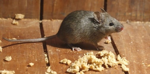 Detail Cara Mengatasi Tikus Di Rumah Nomer 37