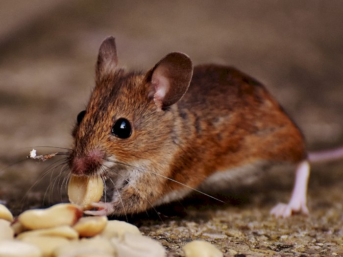 Detail Cara Mengatasi Tikus Di Rumah Nomer 39