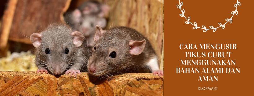 Detail Cara Mengatasi Tikus Di Rumah Nomer 41