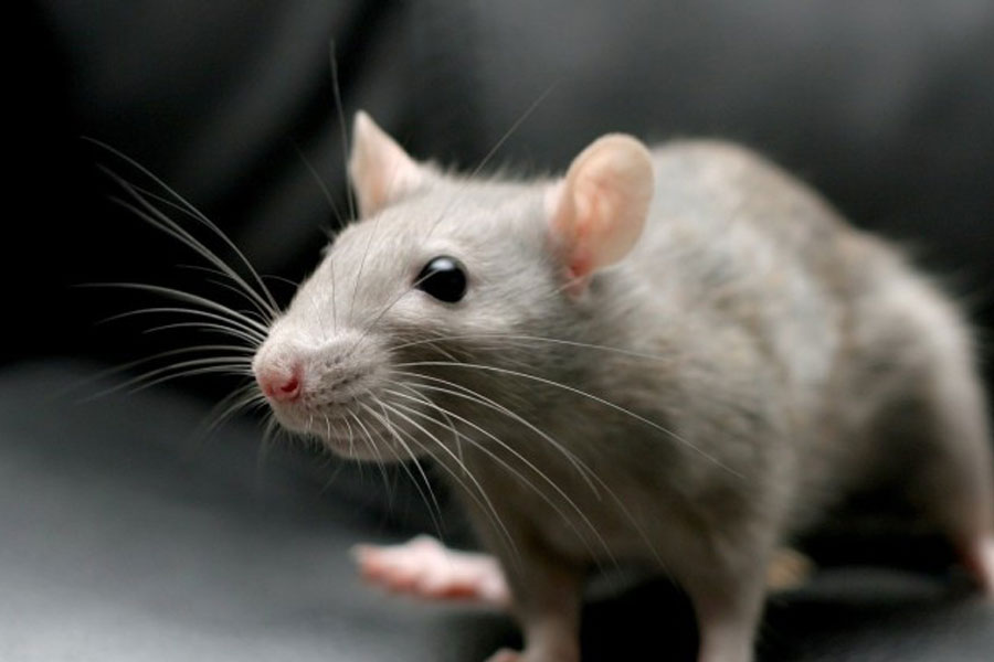 Detail Cara Mengatasi Tikus Di Rumah Nomer 42