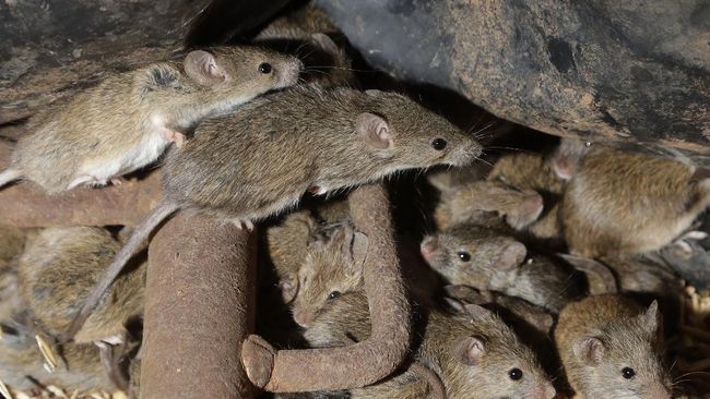 Detail Cara Mengatasi Tikus Di Rumah Nomer 5