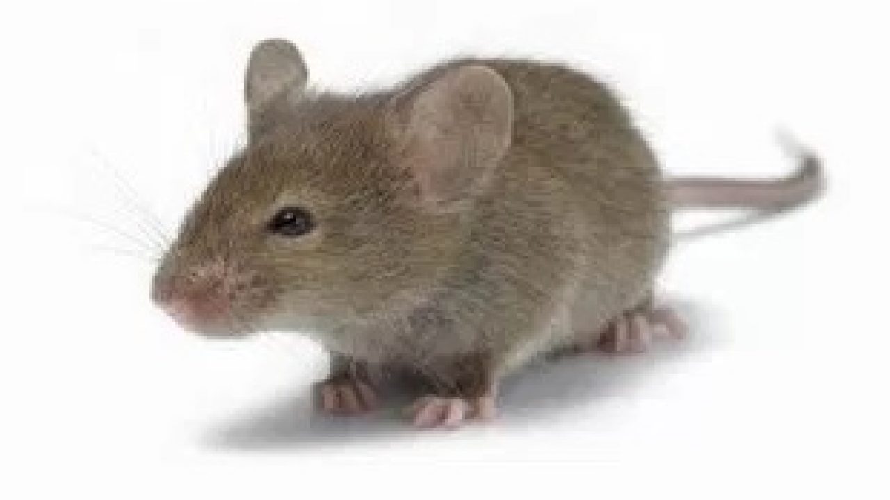 Detail Cara Mengatasi Tikus Di Rumah Nomer 43