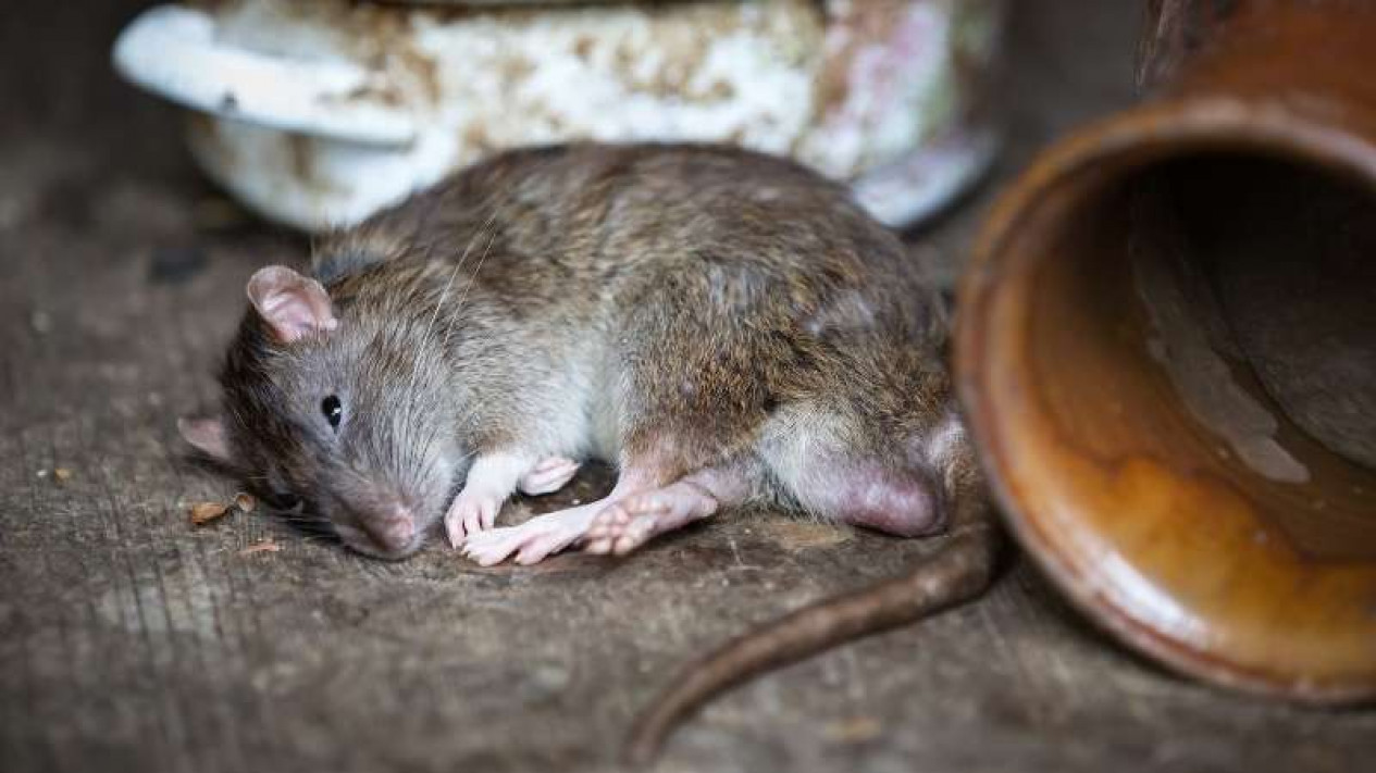 Detail Cara Mengatasi Tikus Di Rumah Nomer 44
