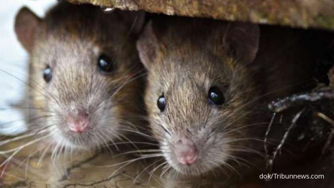 Detail Cara Mengatasi Tikus Di Rumah Nomer 46