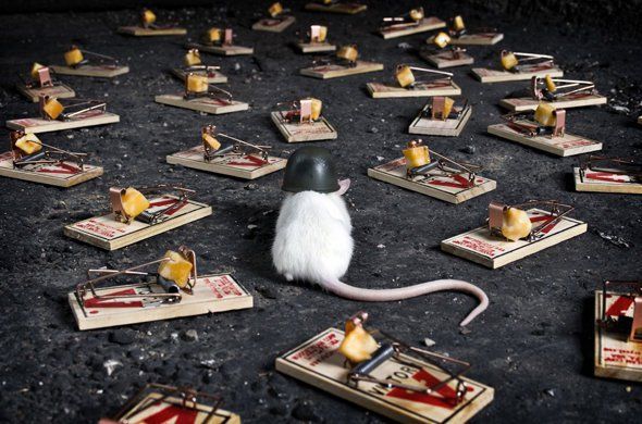 Detail Cara Mengatasi Tikus Di Rumah Nomer 47