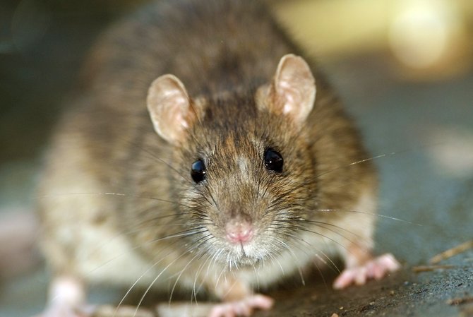 Detail Cara Mengatasi Tikus Di Rumah Nomer 48