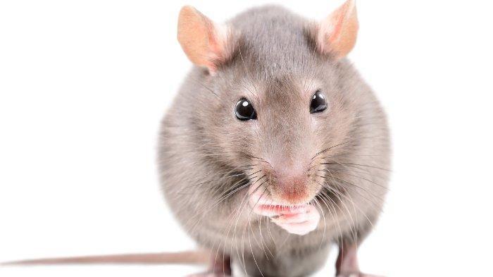 Detail Cara Mengatasi Tikus Di Rumah Nomer 49