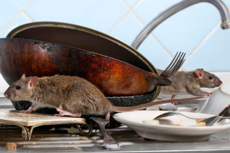 Detail Cara Mengatasi Tikus Di Rumah Nomer 7
