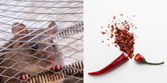 Detail Cara Mengatasi Tikus Di Rumah Nomer 8