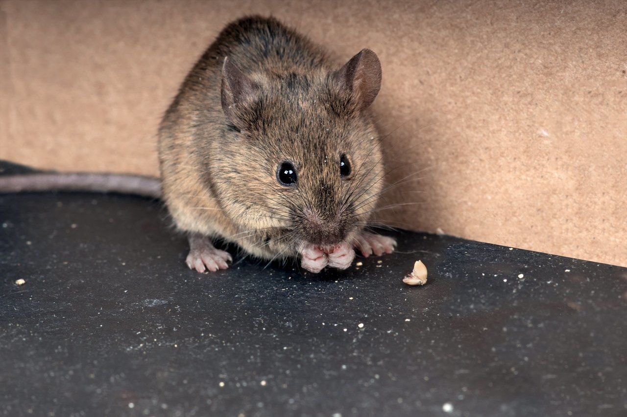 Detail Cara Mengatasi Tikus Di Rumah Nomer 9