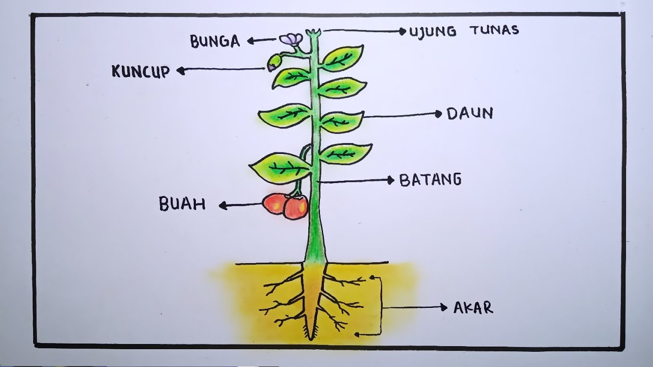 Detail Cara Menggambar Batang Pohon Nomer 46