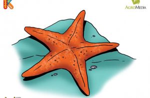 Detail Cara Menggambar Bintang Laut Nomer 11