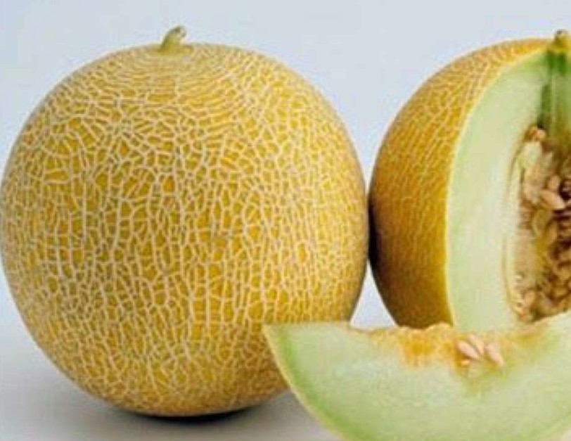 Detail Cara Menggambar Buah Melon Nomer 41