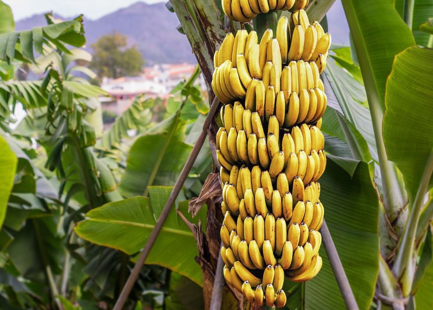 Detail Cara Menggambar Buah Pisang Nomer 41