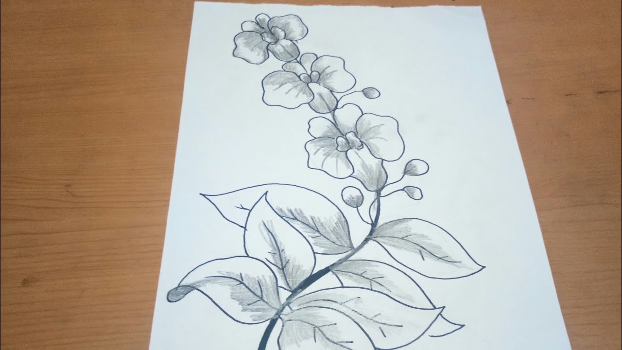 Detail Cara Menggambar Bunga Anggrek Nomer 35