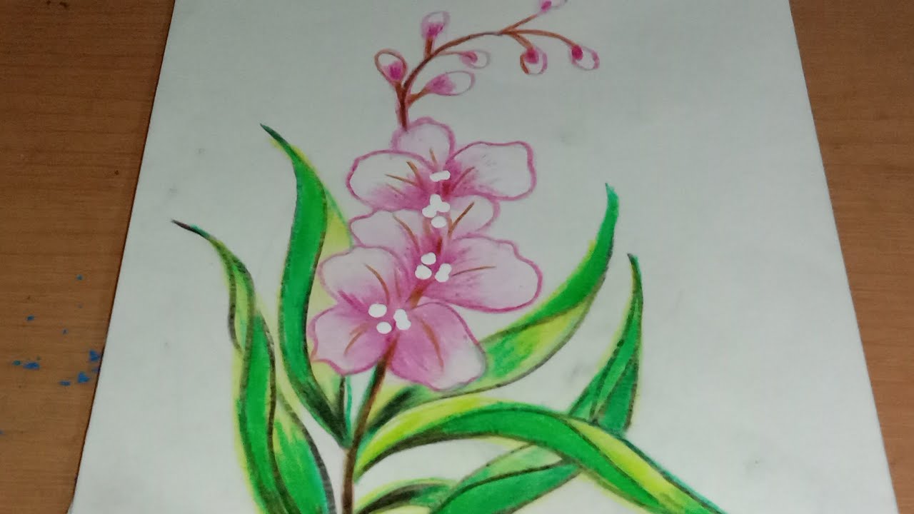 Detail Cara Menggambar Bunga Anggrek Nomer 36