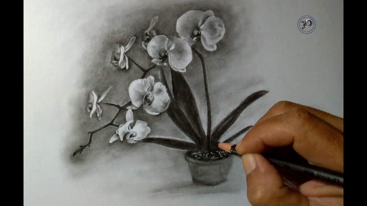 Detail Cara Menggambar Bunga Anggrek Dari Pensil Nomer 10