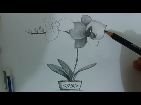 Detail Cara Menggambar Bunga Anggrek Dengan Pensil Nomer 4